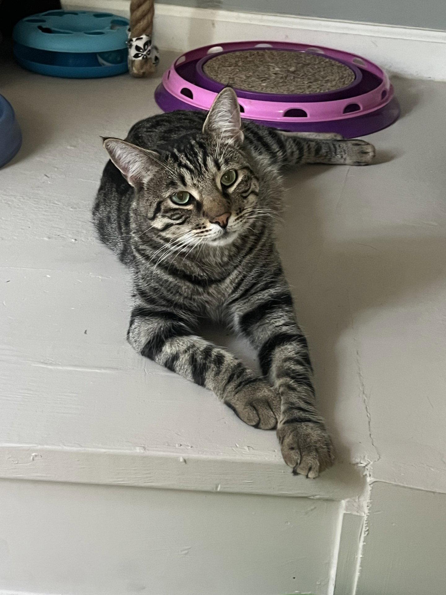 Trill, Adoptable, Adult Male Tabby & Domestic Short Hair.