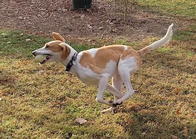 Pi , an adopted American Foxhound in Palmyra, VA image 4/6
