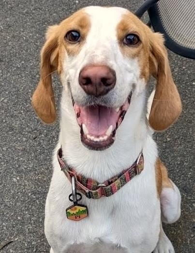 Pi , an adopted American Foxhound in Palmyra, VA image 1/6