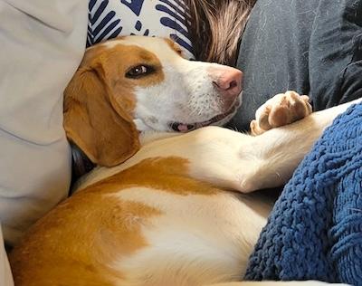 Pi , an adopted American Foxhound in Palmyra, VA image 6/6