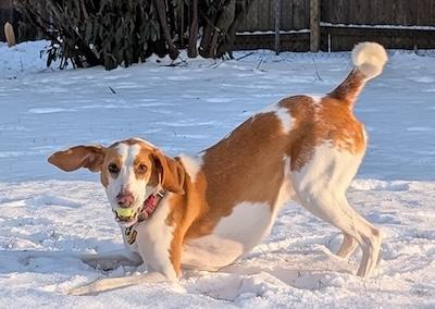 Pi , an adopted American Foxhound in Palmyra, VA image 3/6