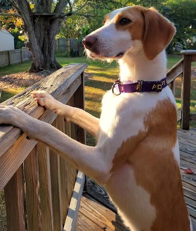 Pi , an adopted American Foxhound in Palmyra, VA image 2/6