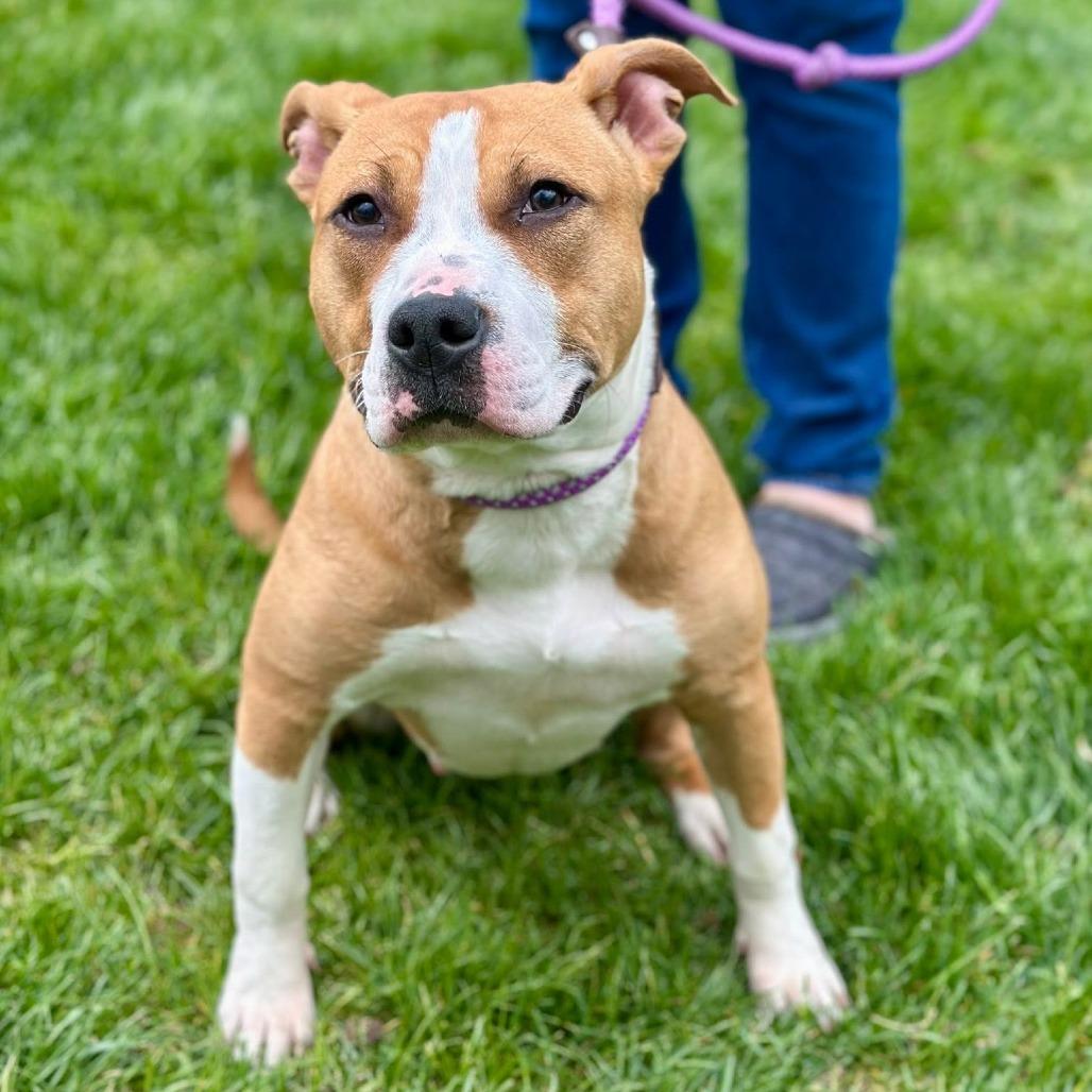Tia, Adoptable, Adult Female Pit Bull Terrier & Mixed Breed.