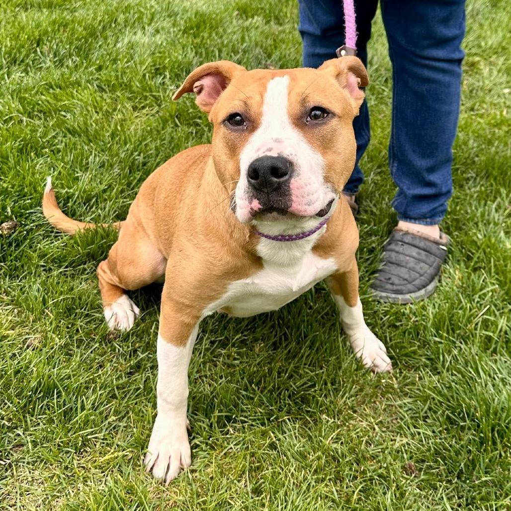Enlarge Tia, a Adoptable mixed breed in Naperville, IL image 2/6