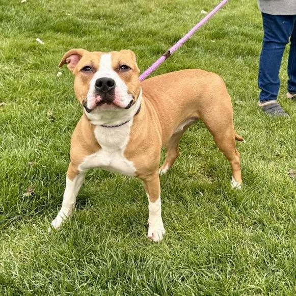 Enlarge Tia, a Adoptable mixed breed in Naperville, IL image 3/6