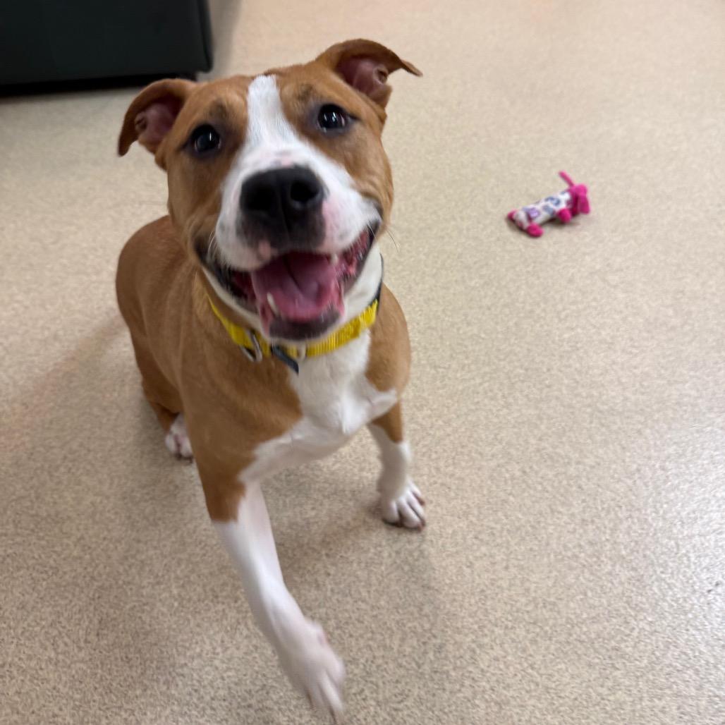 Enlarge Tia, a Adoptable mixed breed in Naperville, IL image 4/6