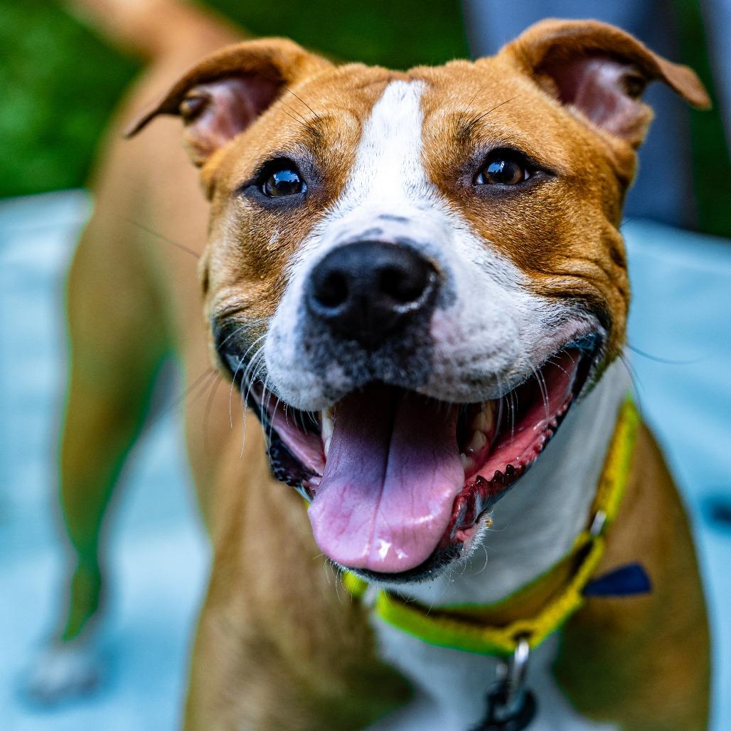 Enlarge Tia, a Adoptable mixed breed in Naperville, IL image 5/6