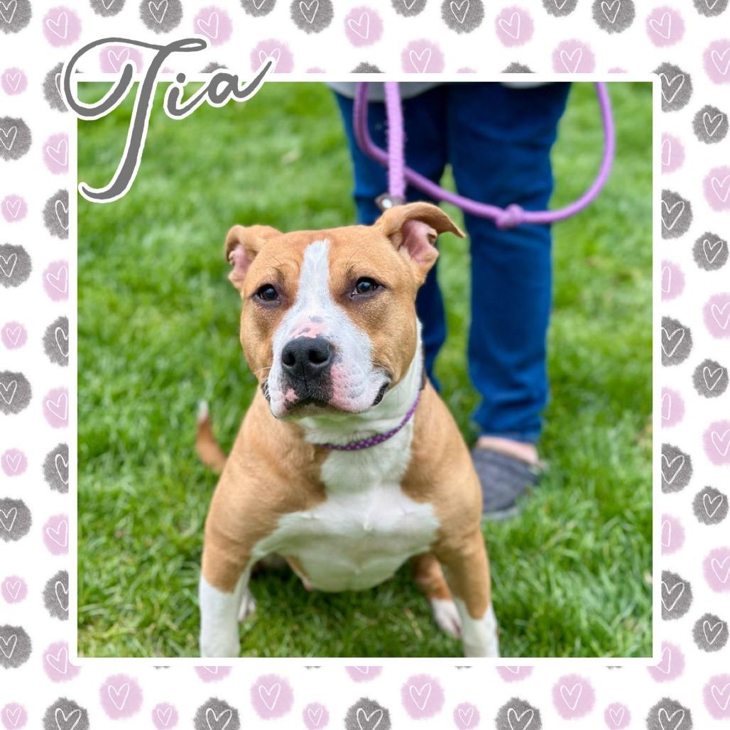 Enlarge Tia, a Adoptable mixed breed in Naperville, IL image 6/6
