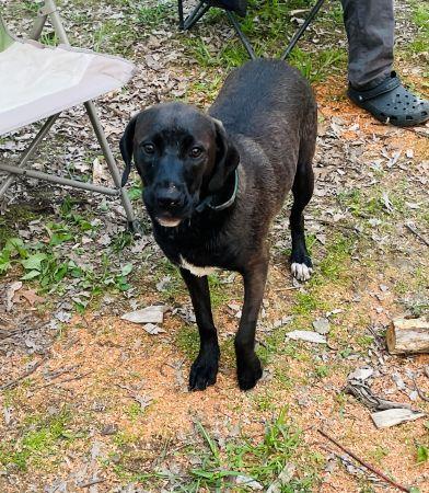 Honey Bee, ADOPTABLE, Young Female Black Labrador Retriever.