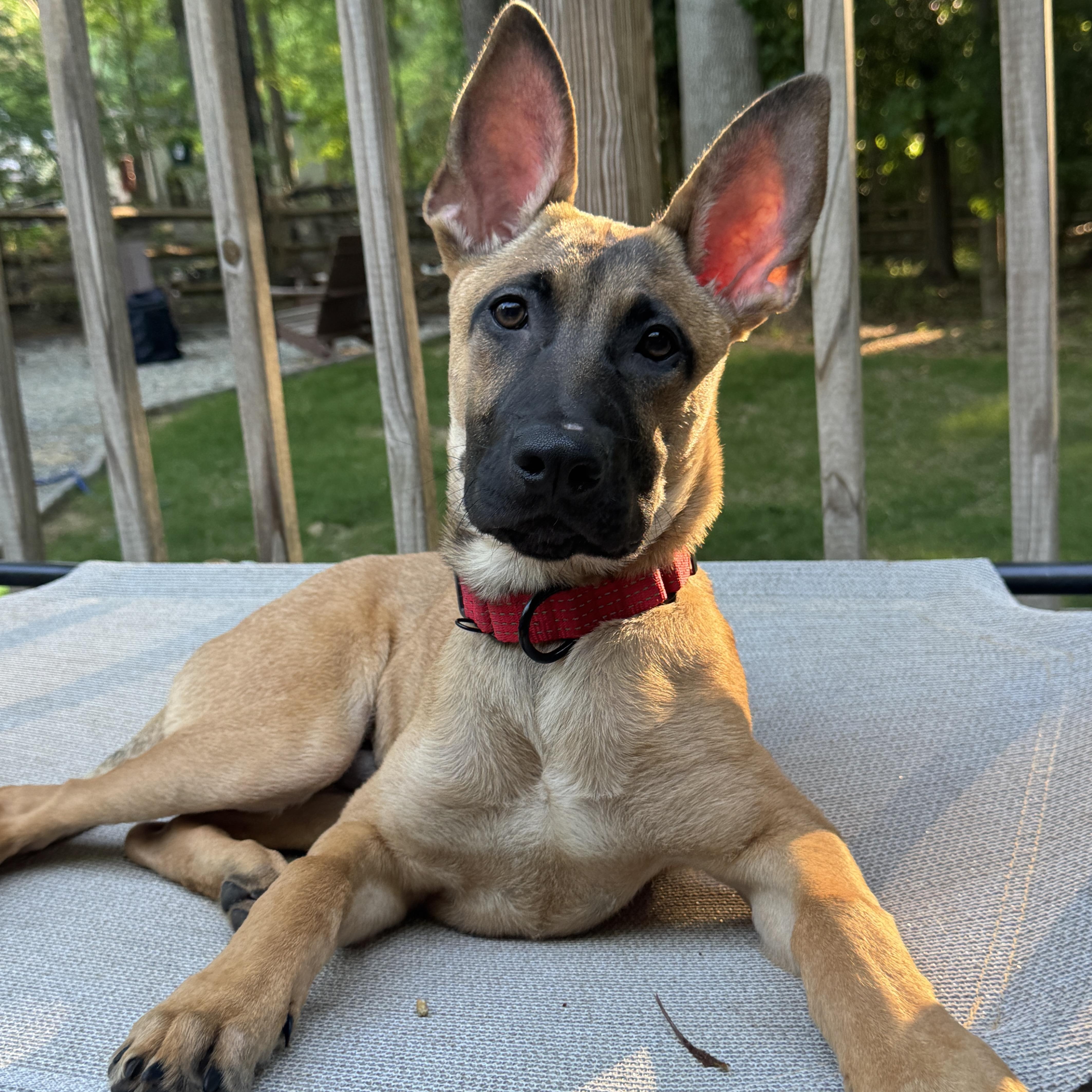 Mocha, a ADOPTABLE mixed breed in Rock Hill, SC image 1/6