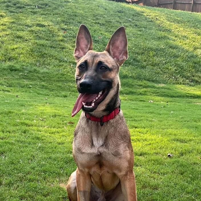 Enlarge Mocha, a ADOPTABLE mixed breed in Rock Hill, SC image 4/5