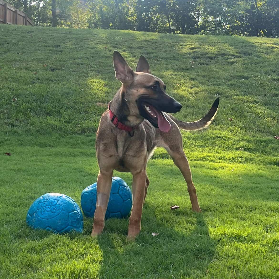 Enlarge Mocha, a ADOPTABLE mixed breed in Rock Hill, SC image 2/5