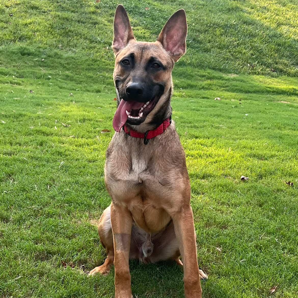 Mocha, ADOPTABLE, Puppy Male Shepherd & Mixed Breed.