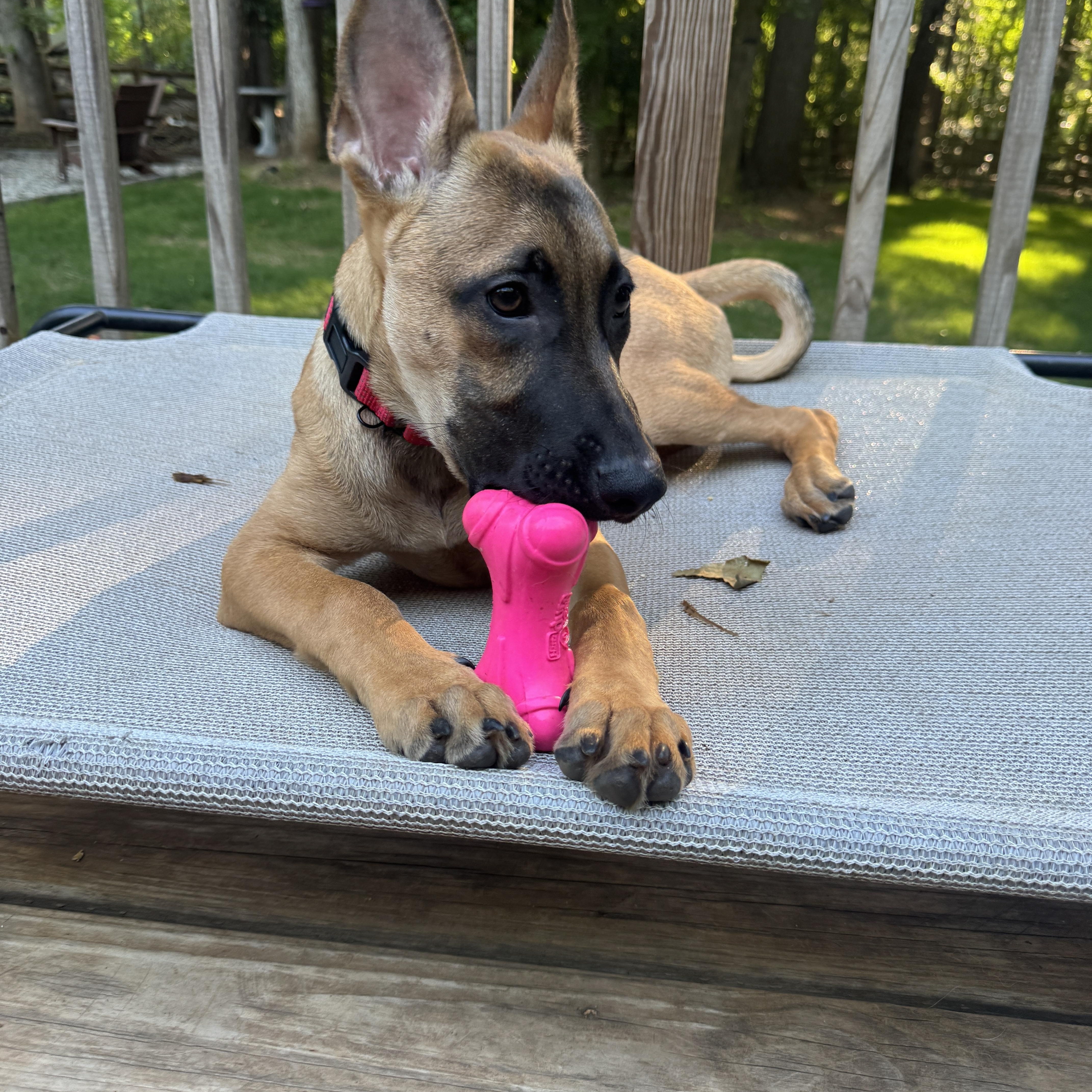 Mocha, a ADOPTABLE mixed breed in Rock Hill, SC image 6/6