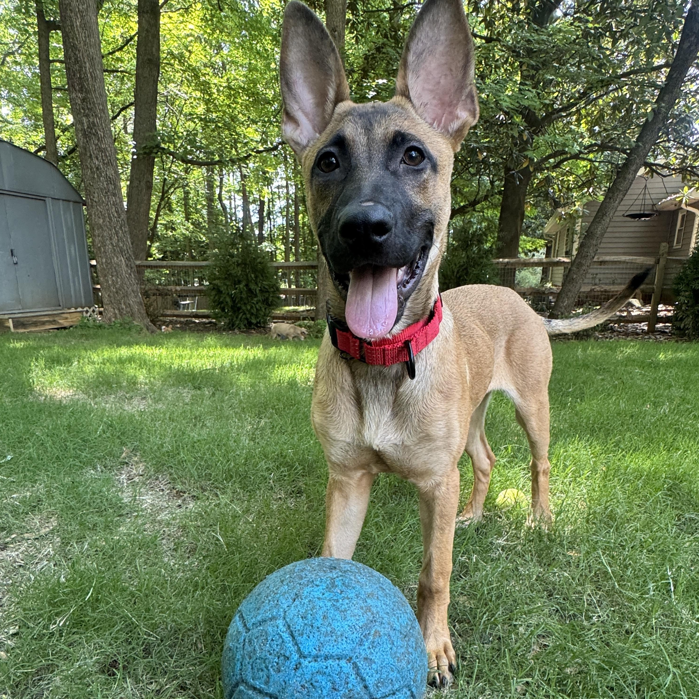Mocha, a ADOPTABLE mixed breed in Rock Hill, SC image 5/6