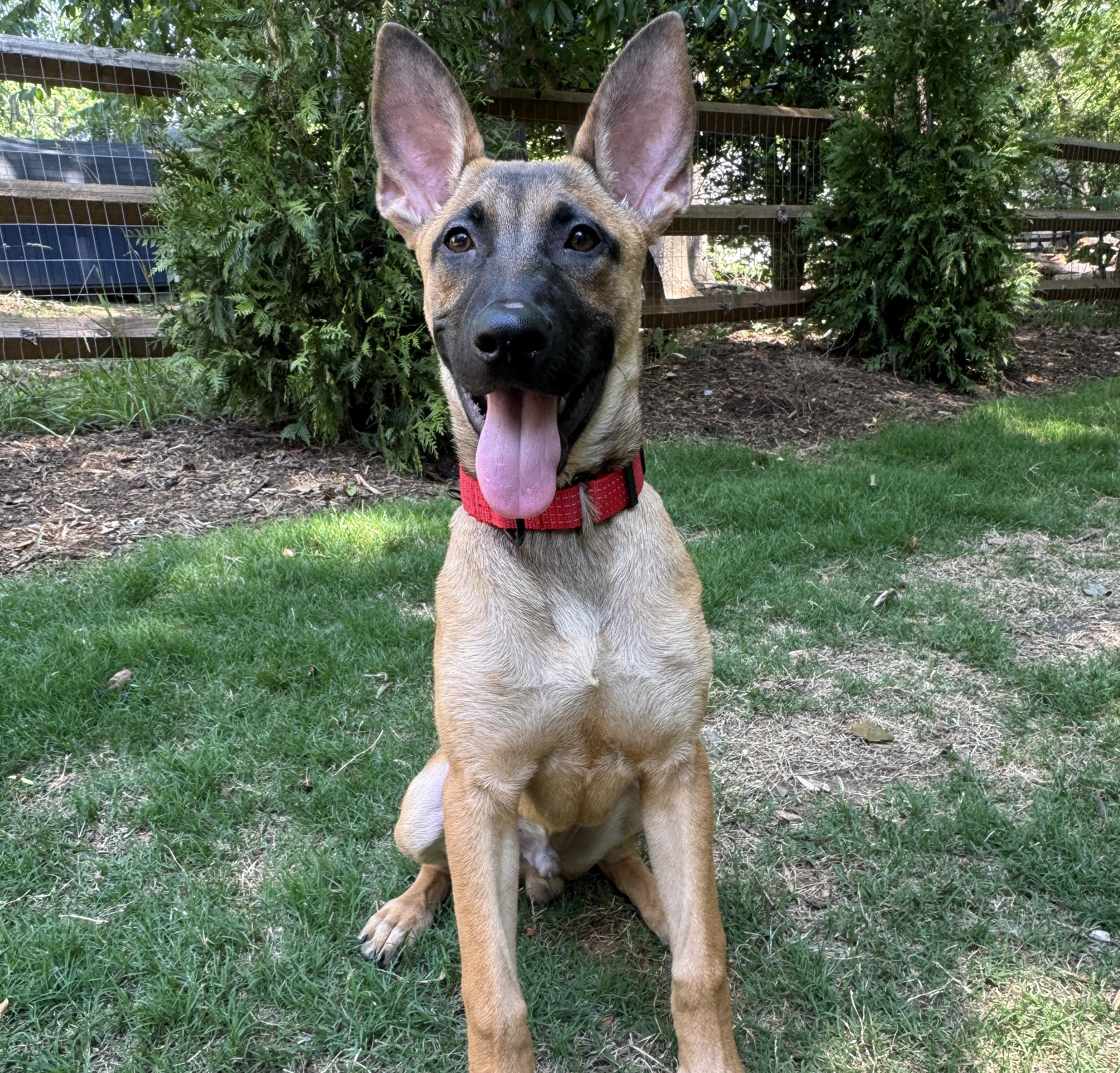 Mocha, a ADOPTABLE mixed breed in Rock Hill, SC image 2/6