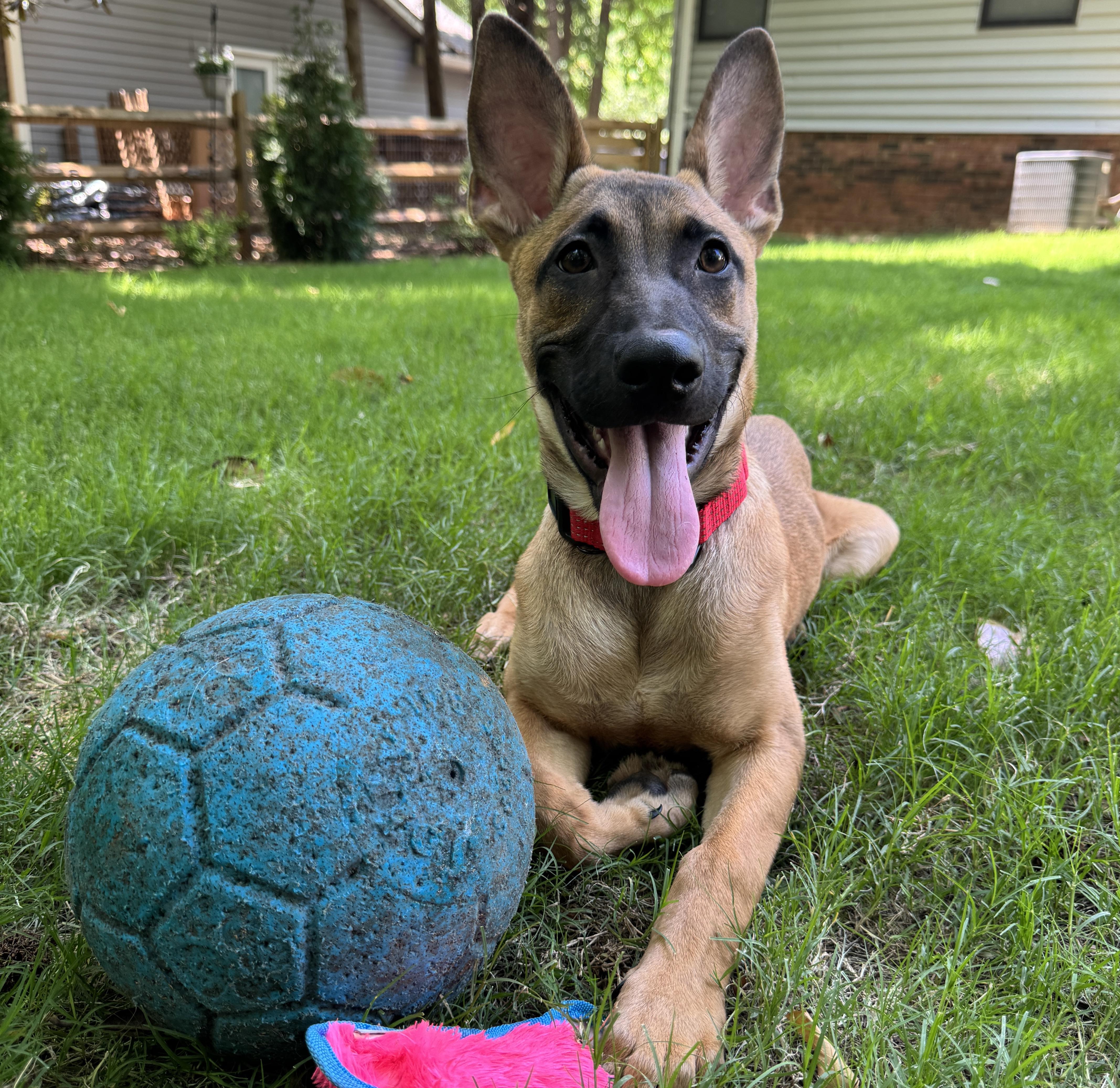 Mocha, a ADOPTABLE mixed breed in Rock Hill, SC image 3/6