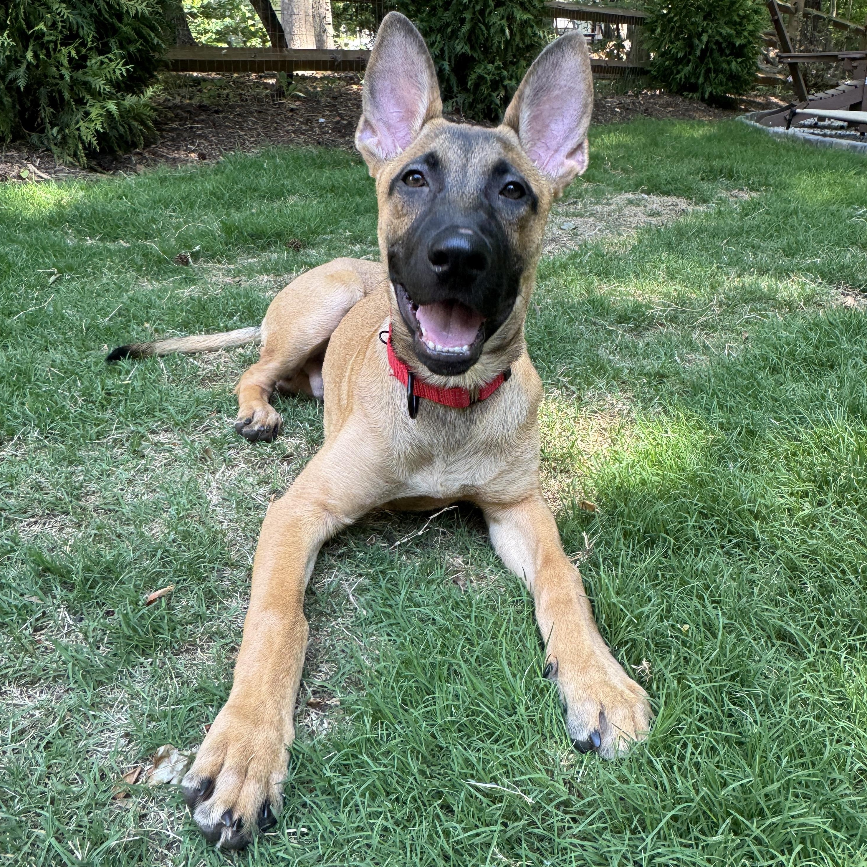 Mocha, a ADOPTABLE mixed breed in Rock Hill, SC image 4/6