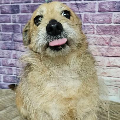 Enlarge Stegosaurus, a Adoptable mixed breed in Fort Collins, CO image 2/6