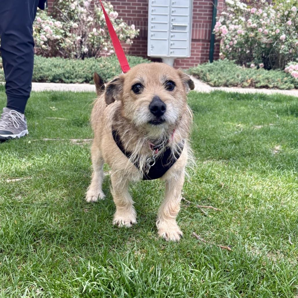 Enlarge Stegosaurus, a Adoptable mixed breed in Fort Collins, CO image 4/6
