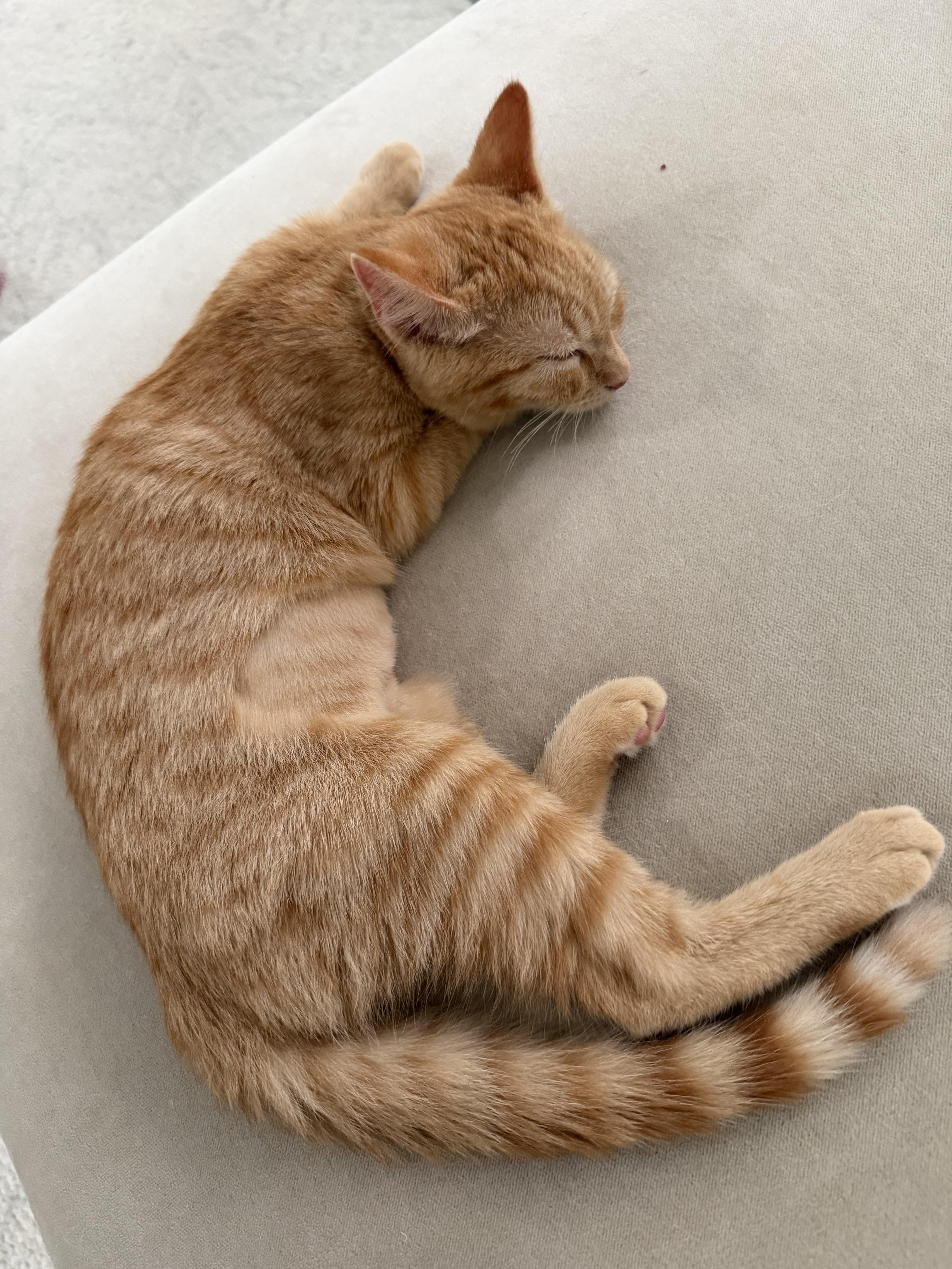 Enlarge Tank, a ADOPTABLE mixed breed in Venice, CA image 1/3