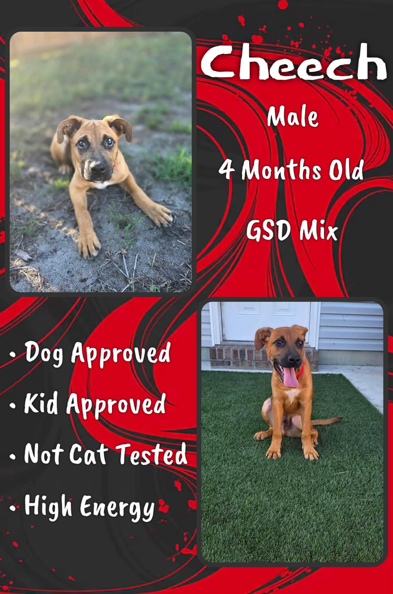 Cheech, Adoptable, Puppy Male Shepherd.