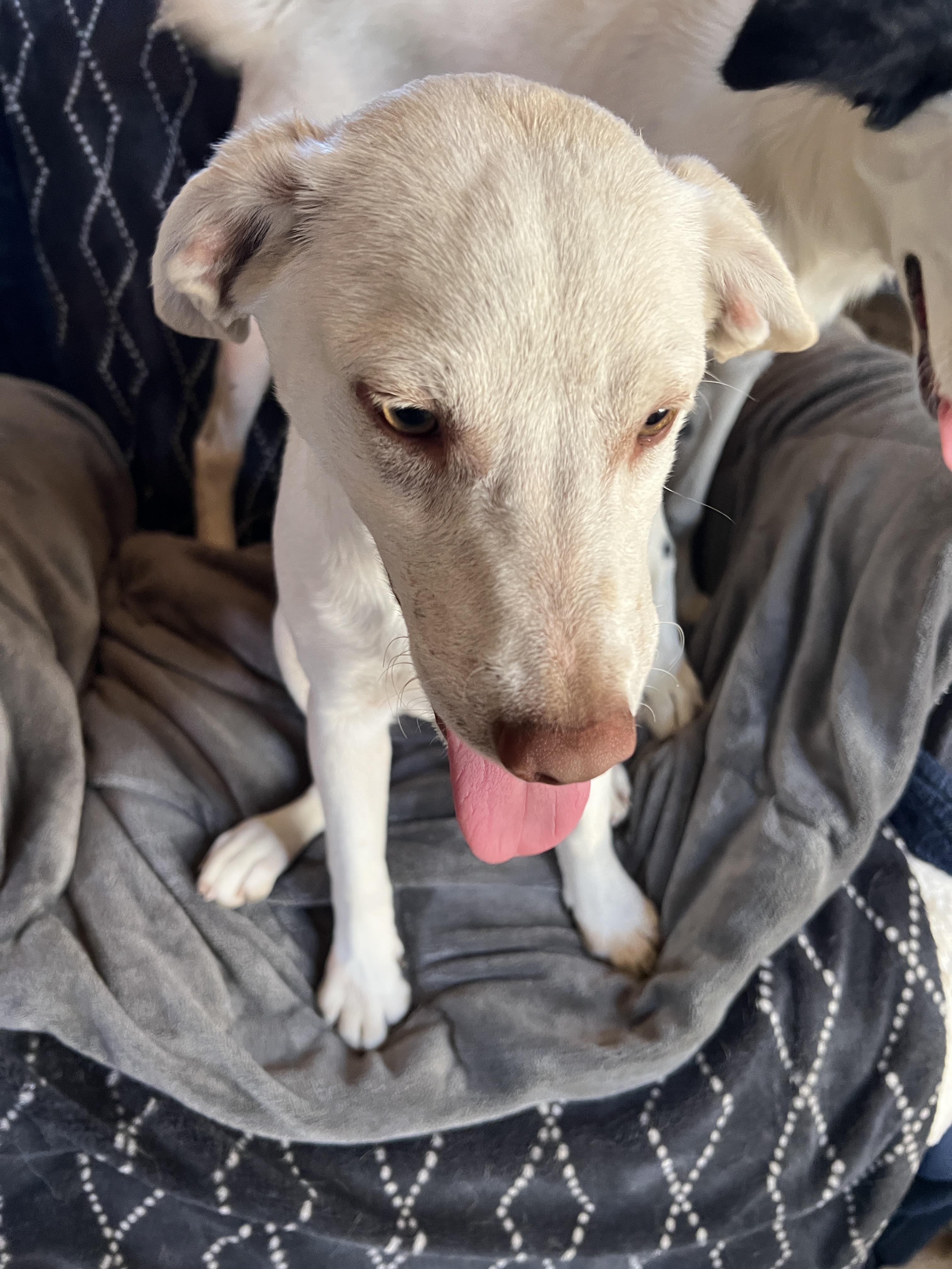 Honey, a Adoptable mixed breed in Carlsbad, CA image 2/5