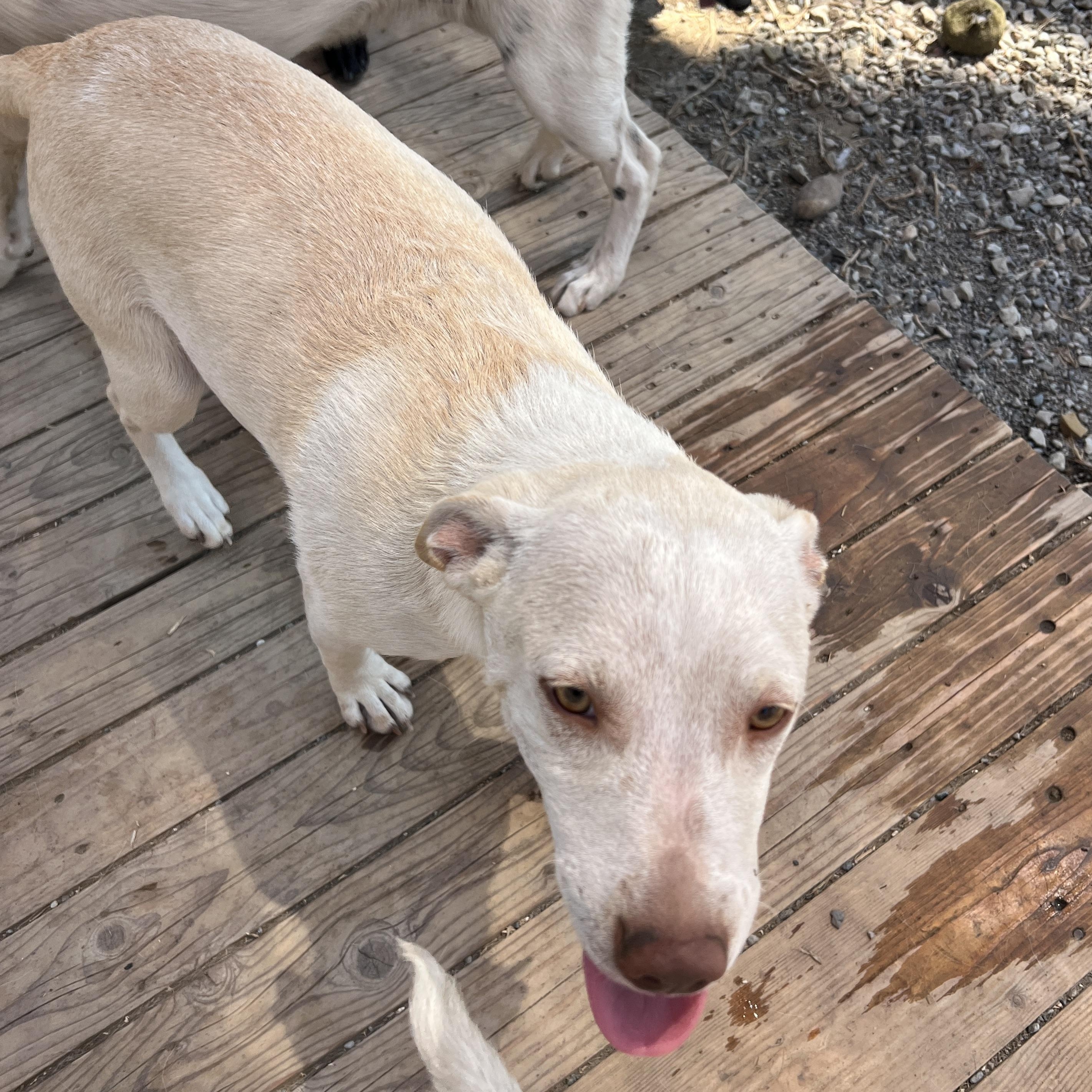 Honey, Adoptable, Young Female Chihuahua.