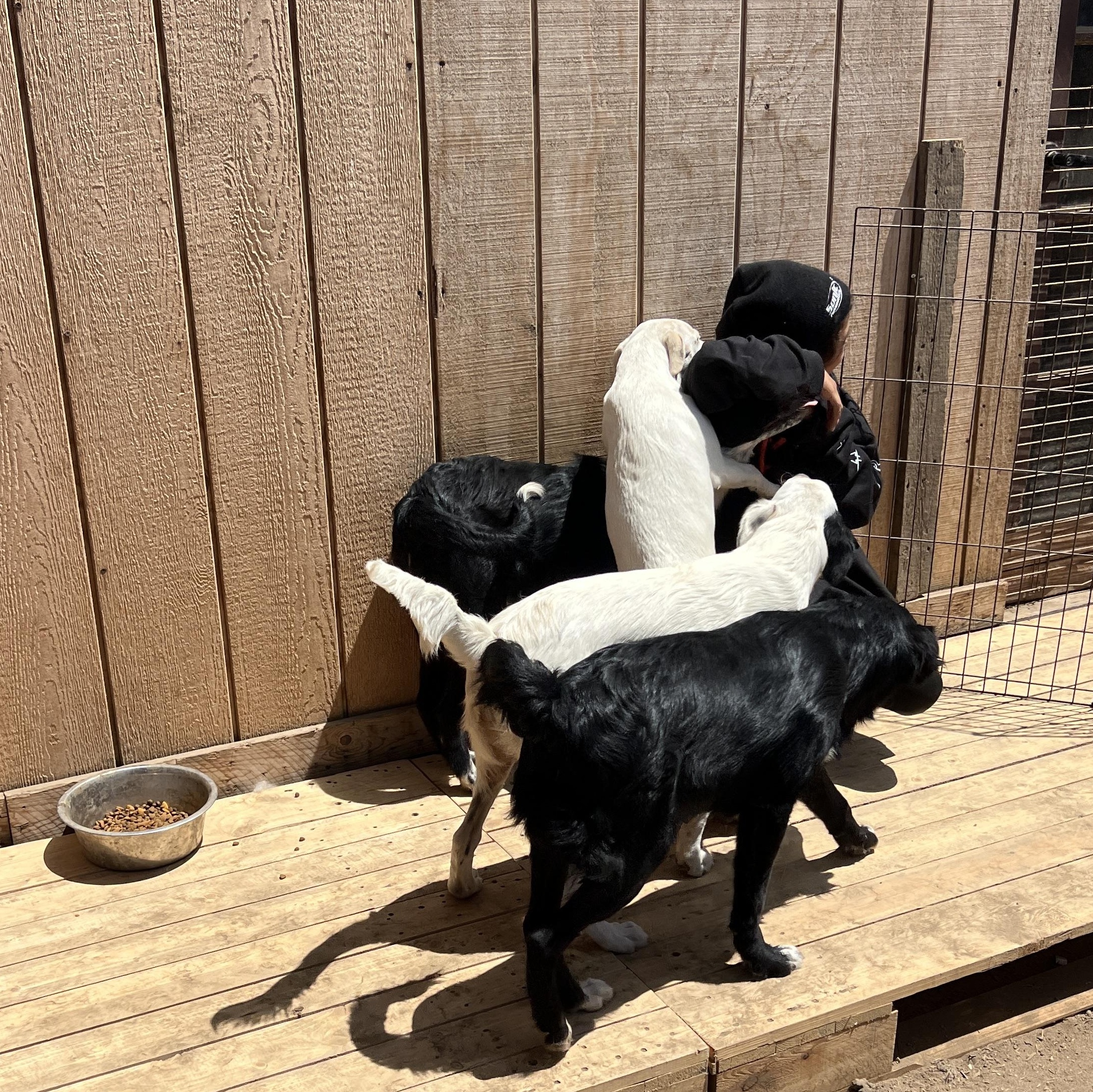 Honey, a Adoptable mixed breed in Carlsbad, CA image 3/5