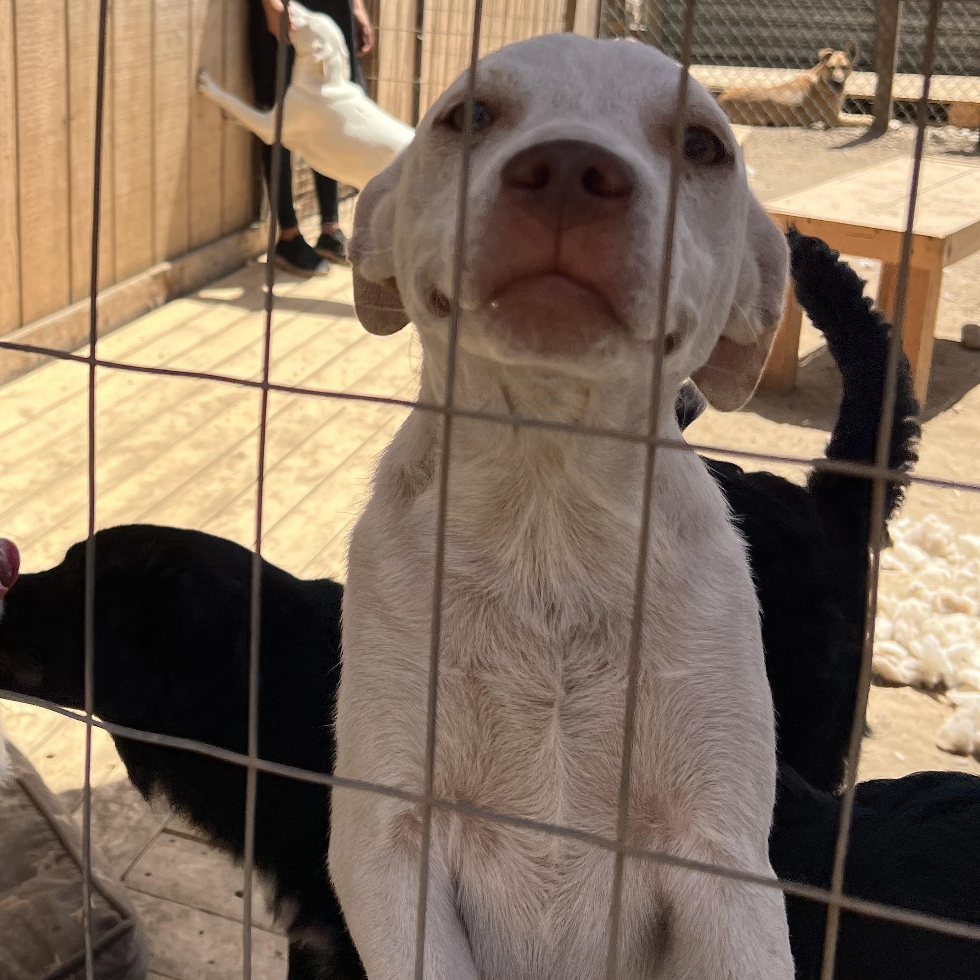 Honey, a Adoptable mixed breed in Carlsbad, CA image 4/5