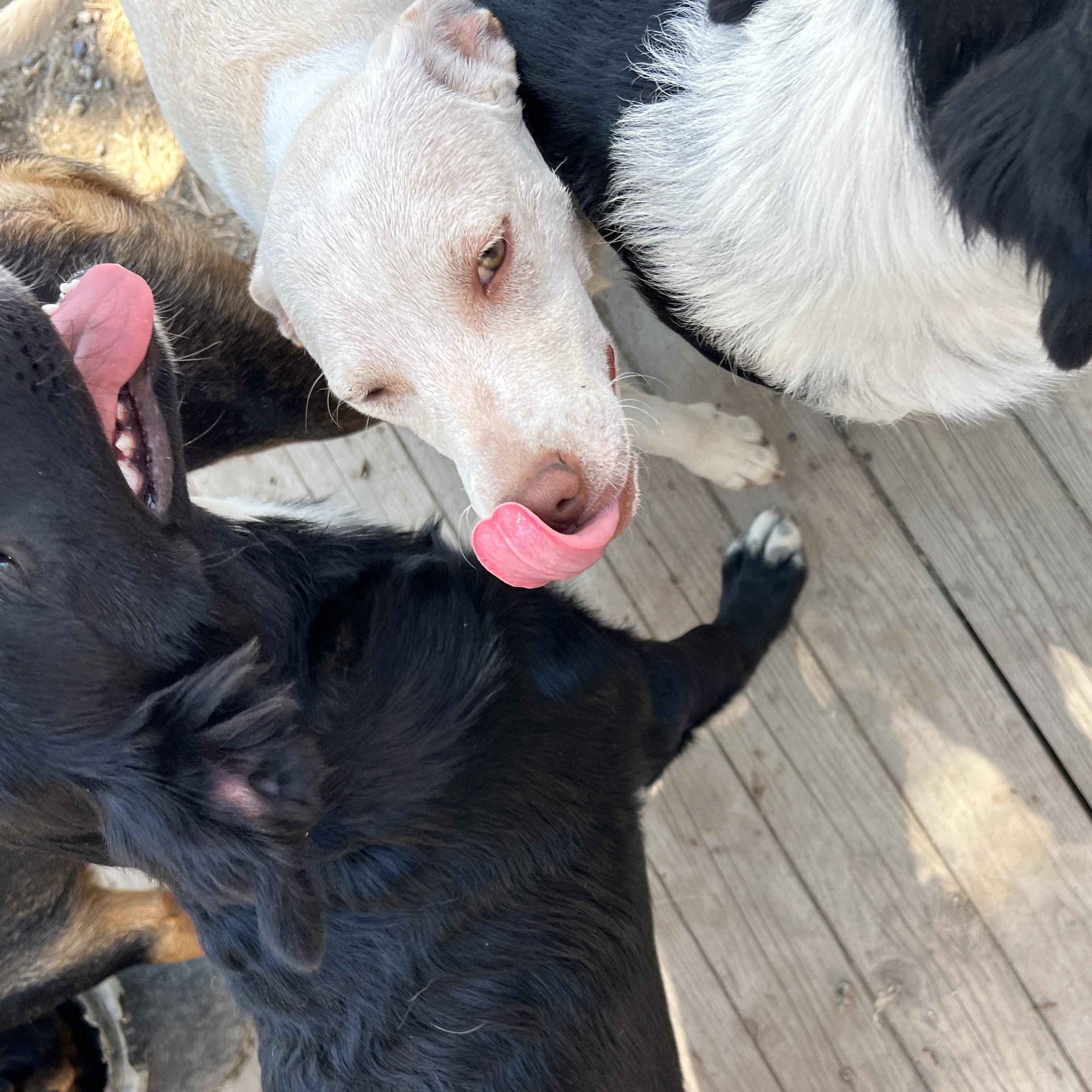 Honey, a Adoptable mixed breed in Carlsbad, CA image 5/5