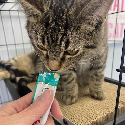 Chili, Adoptable, Kitten Male Domestic Short Hair.