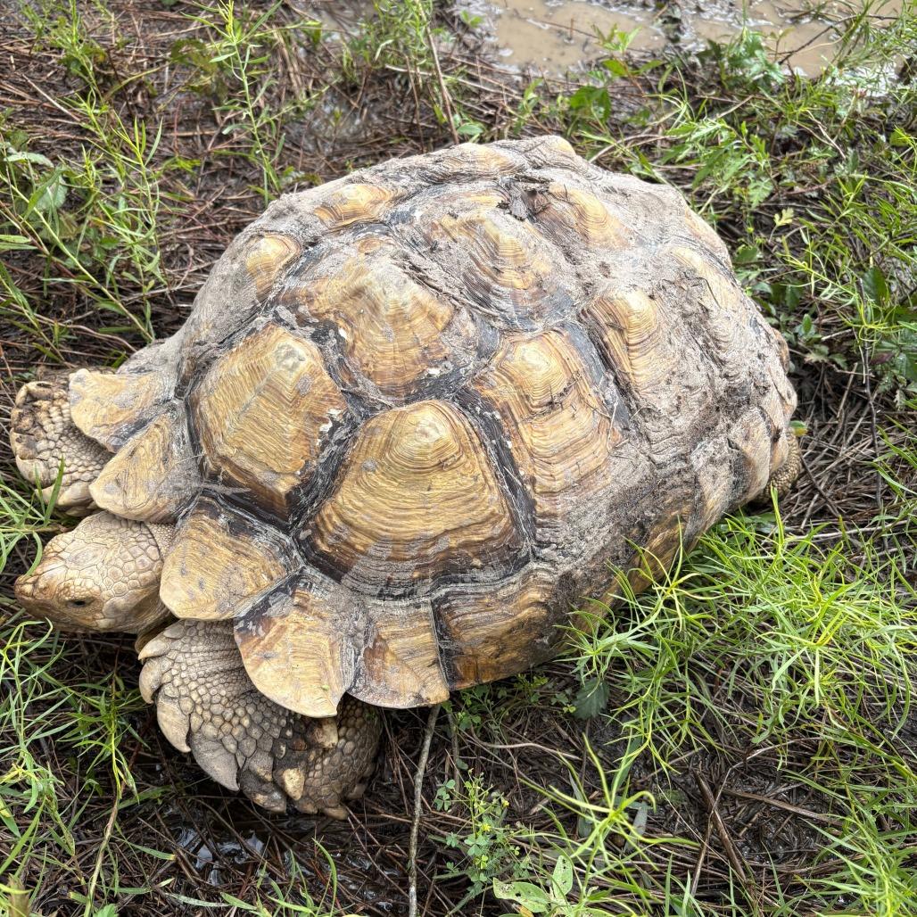 Henry, Adoptable, Senior Male Sulcata.