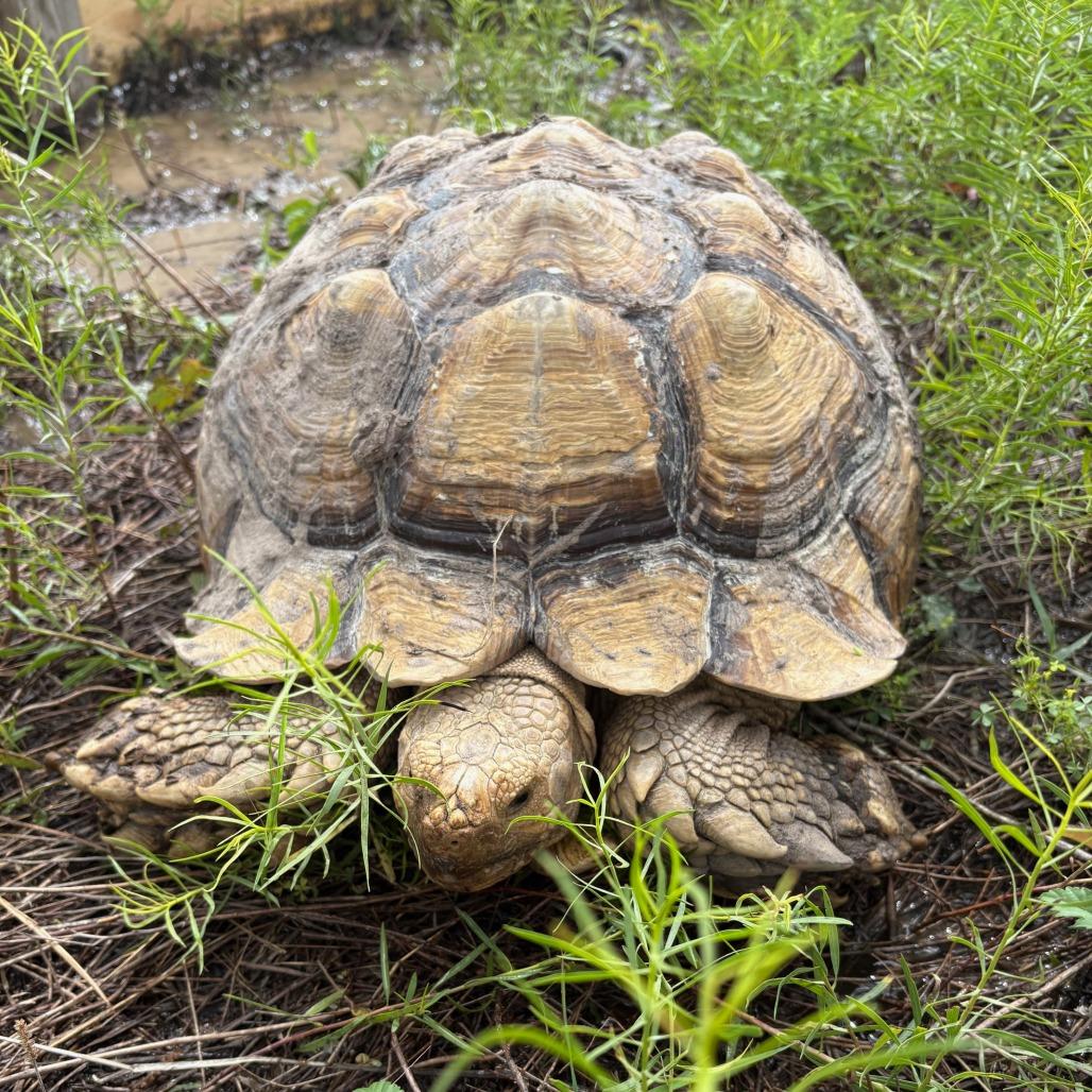 Enlarge Henry, a Adoptable Sulcata in San Marcos, TX image 2/6
