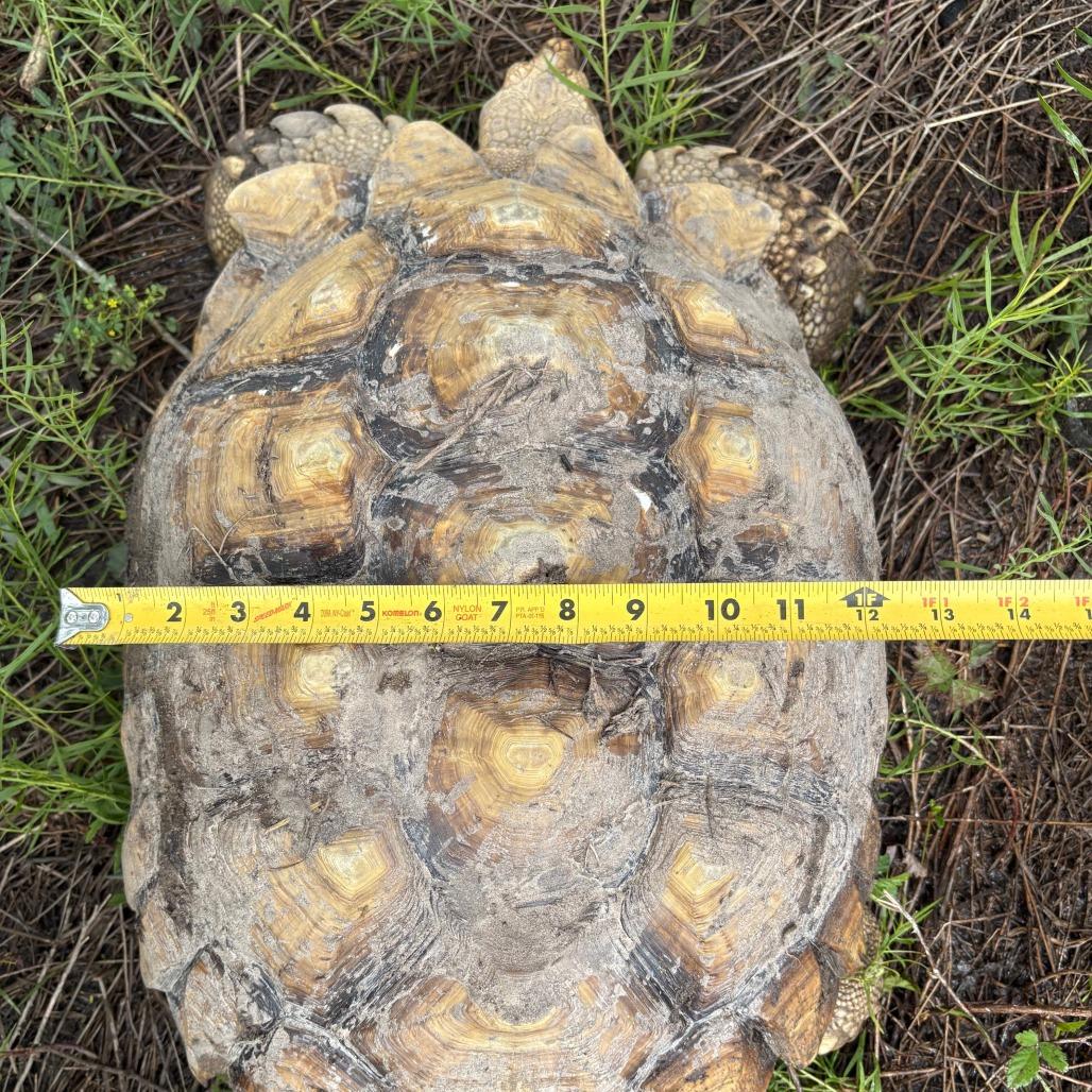 Enlarge Henry, a Adoptable Sulcata in San Marcos, TX image 3/6
