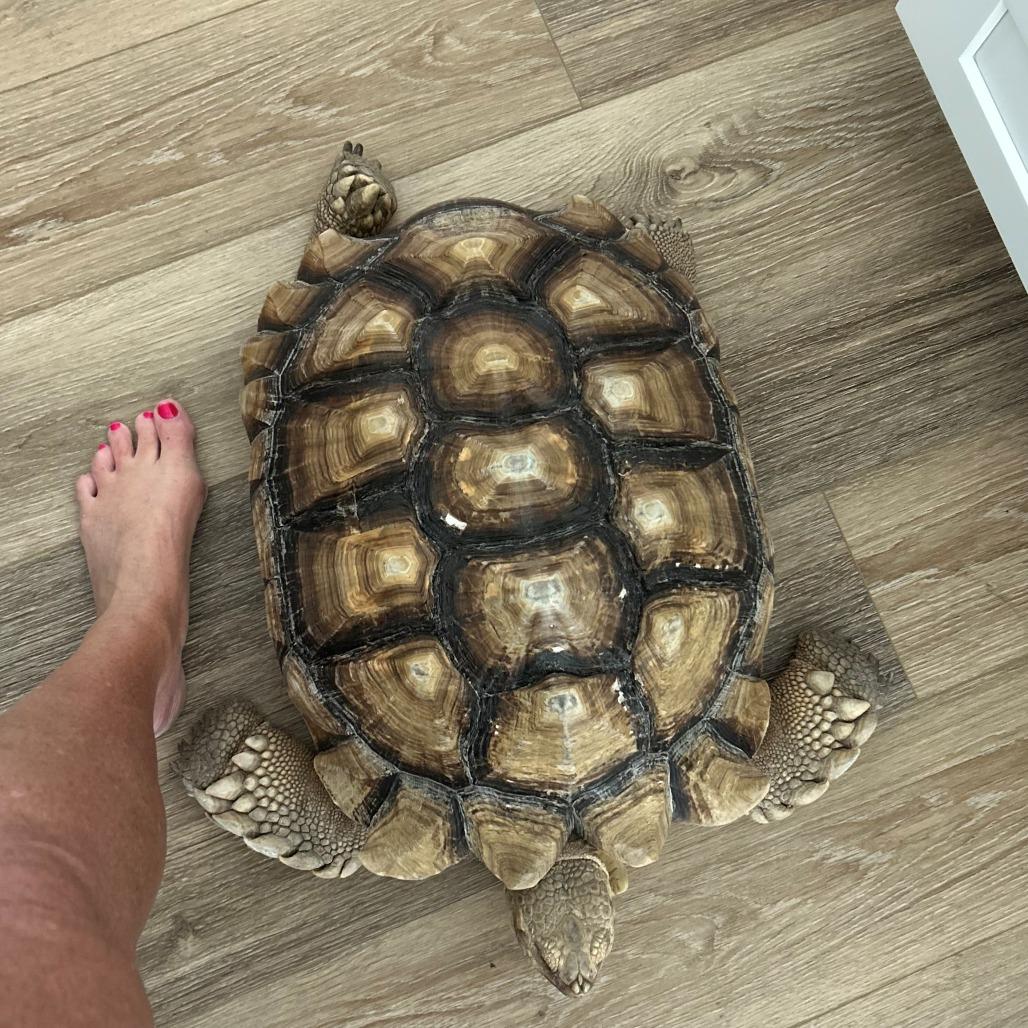 Enlarge Henry, a Adoptable Sulcata in San Marcos, TX image 4/6