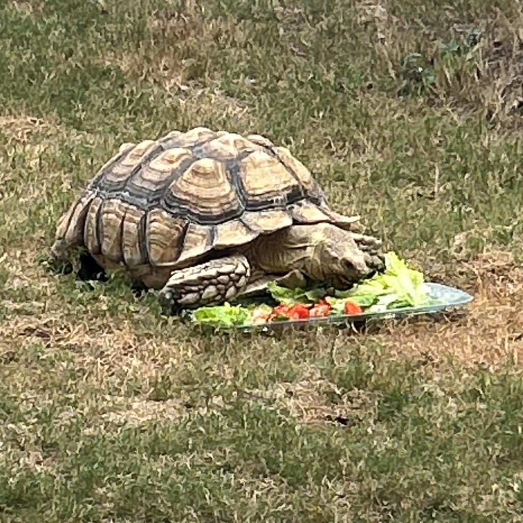 Enlarge Henry, a Adoptable Sulcata in San Marcos, TX image 5/6