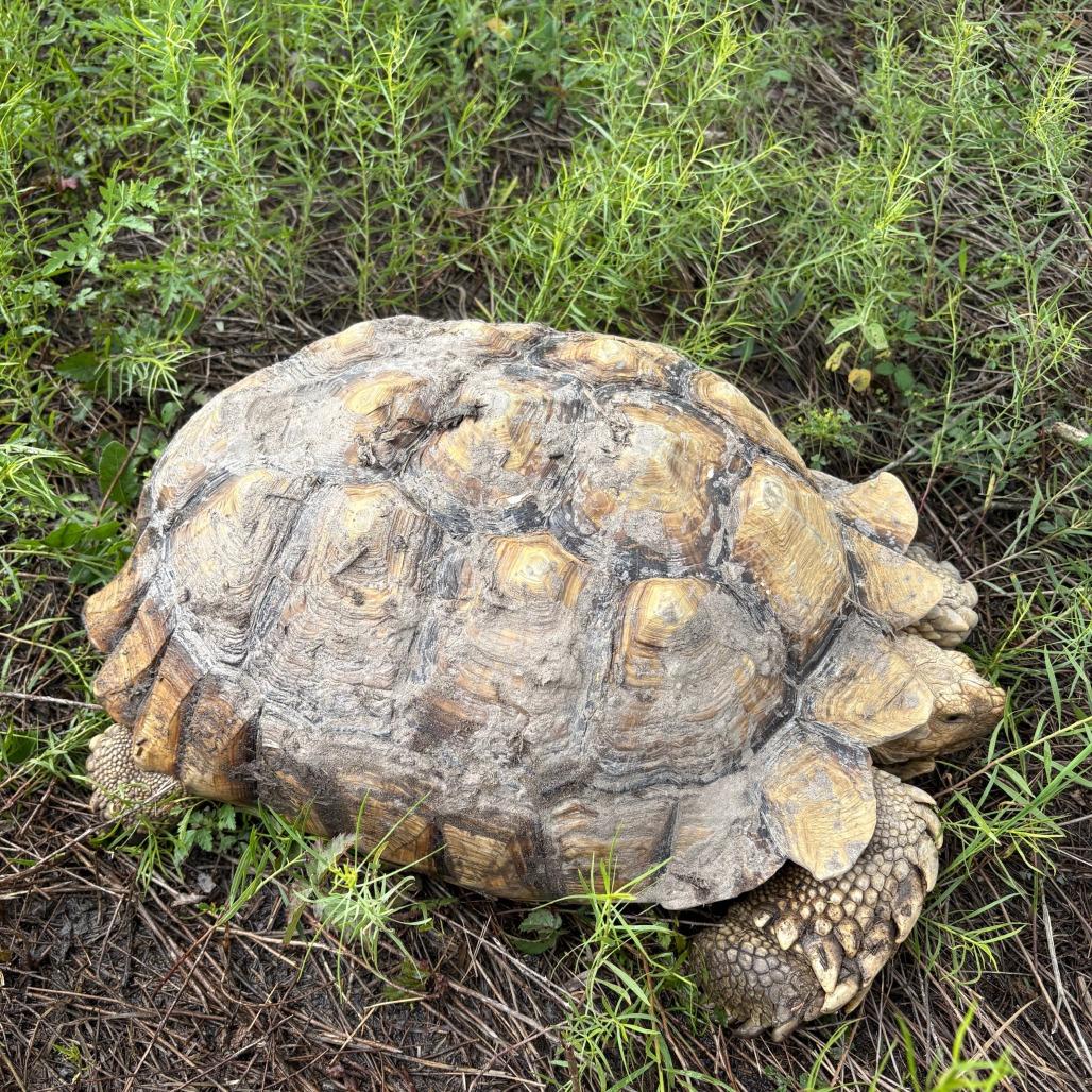 Enlarge Henry, a Adoptable Sulcata in San Marcos, TX image 6/6