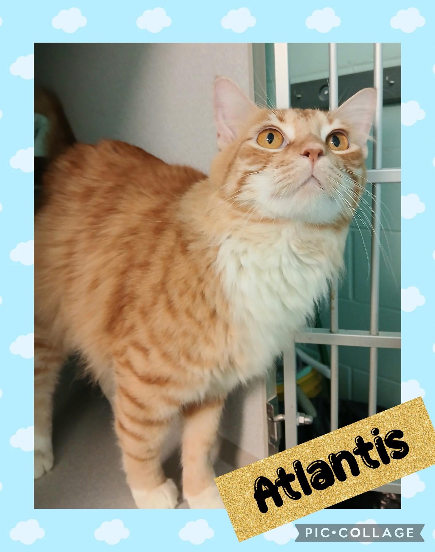 Atlantis, an adoptable Domestic Medium Hair in Iron River, MI, 49935 | Photo Image 1