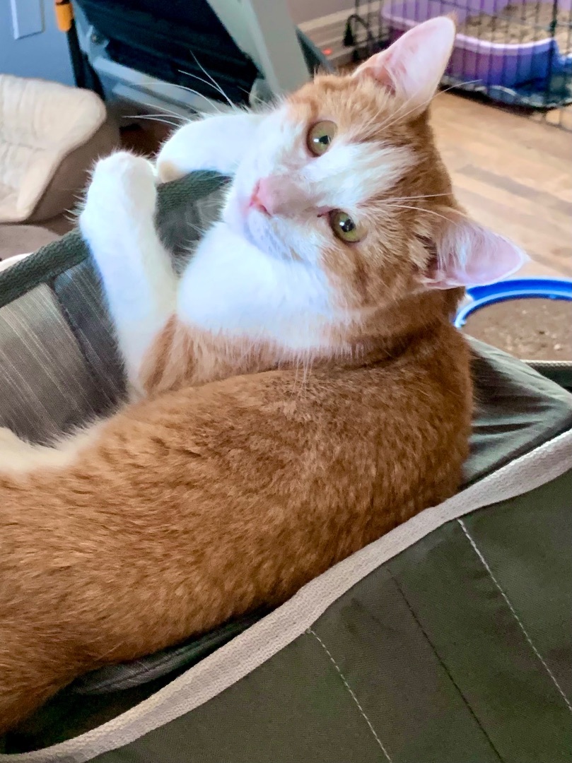 Enlarge Tootles, a Adoptable Domestic Short Hair in Los Alamitos, CA image 4/6