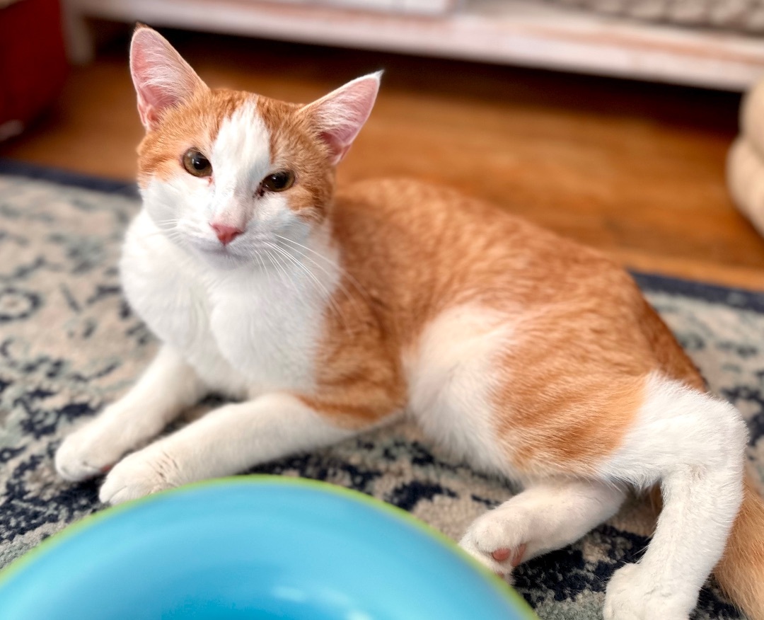 Enlarge Tootles, a Adoptable Domestic Short Hair in Los Alamitos, CA image 3/6