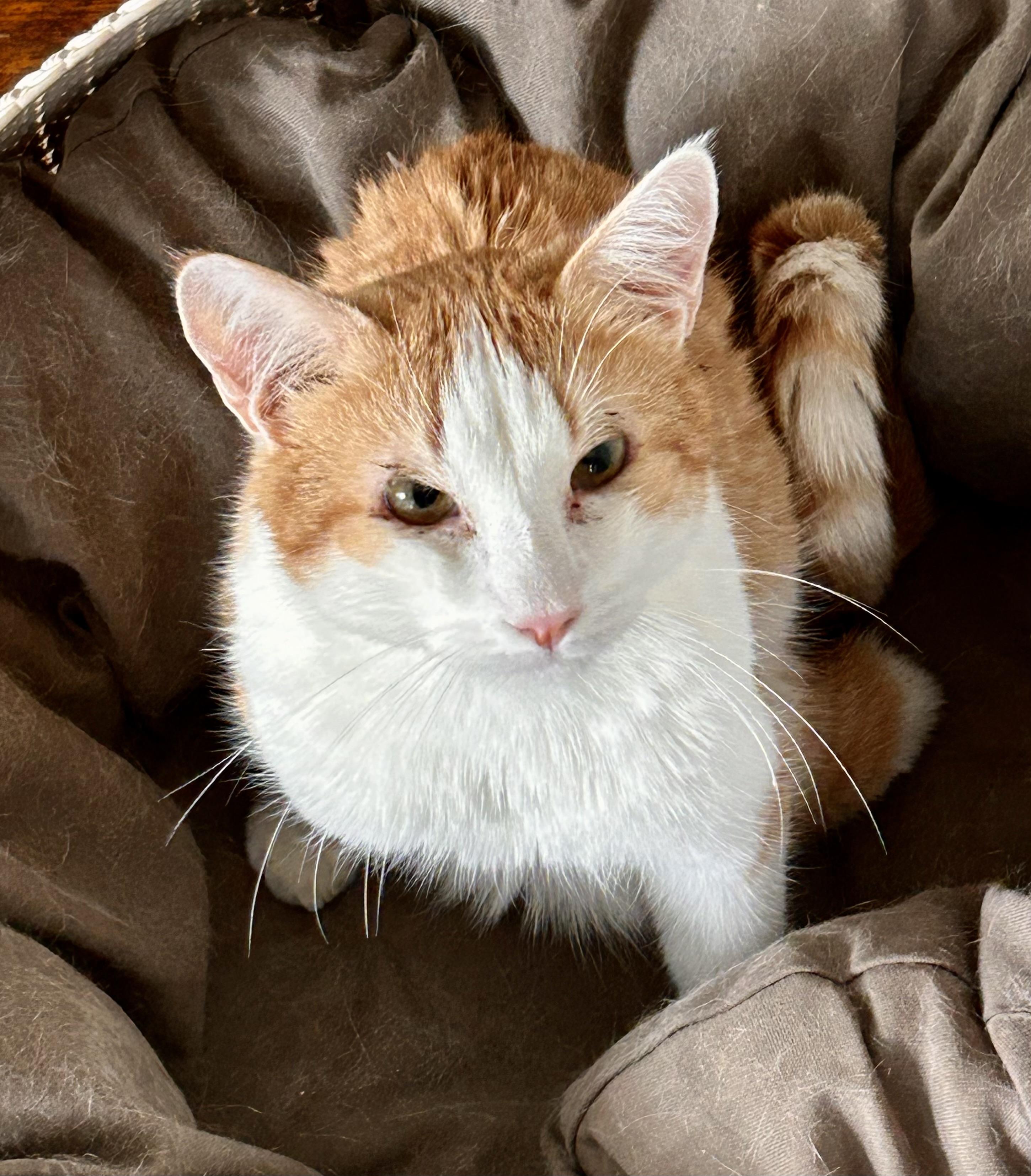 Tootles, Adoptable, Adult Male Domestic Short Hair.