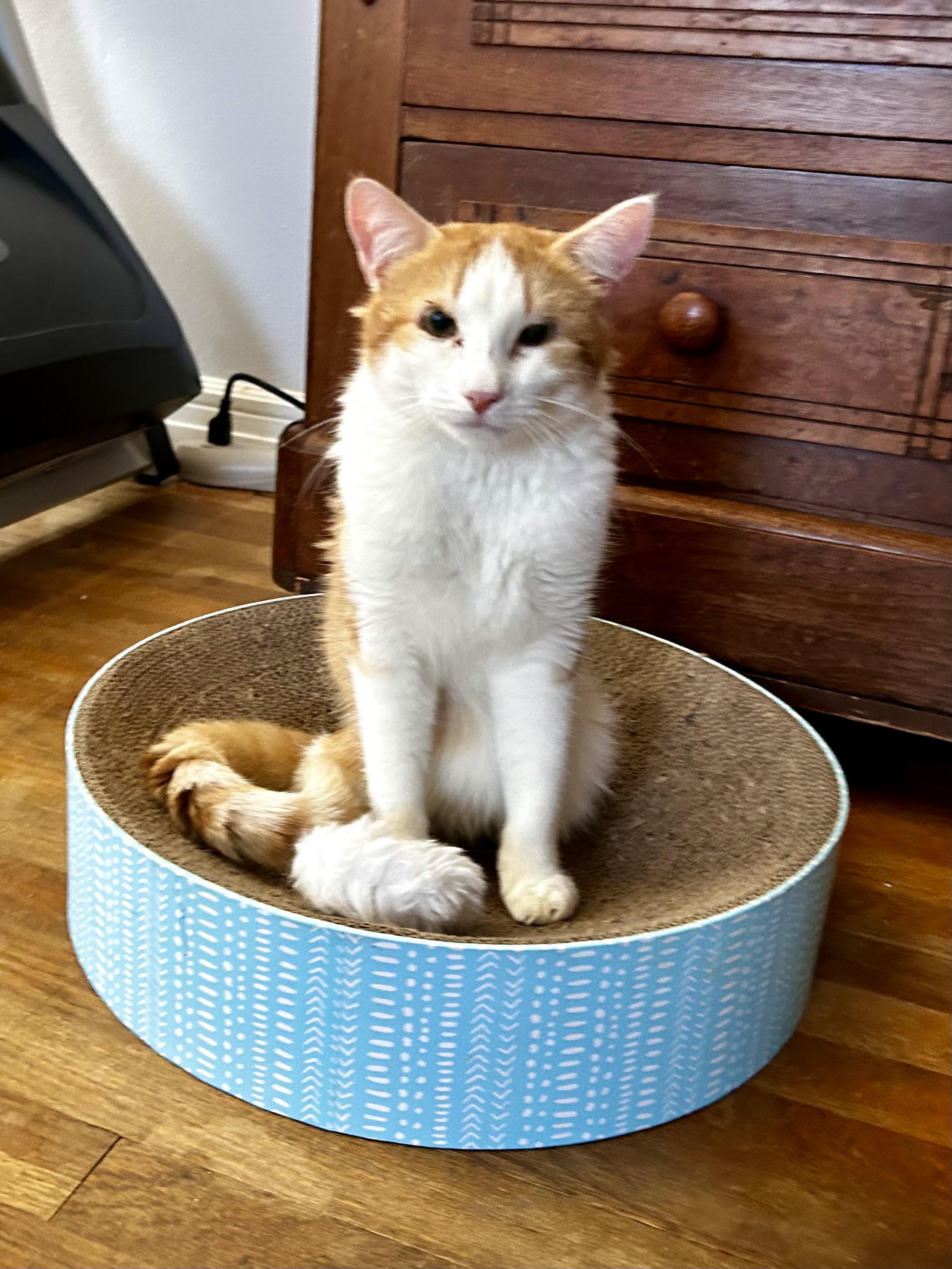 Enlarge Tootles, a Adoptable Domestic Short Hair in Los Alamitos, CA image 2/6