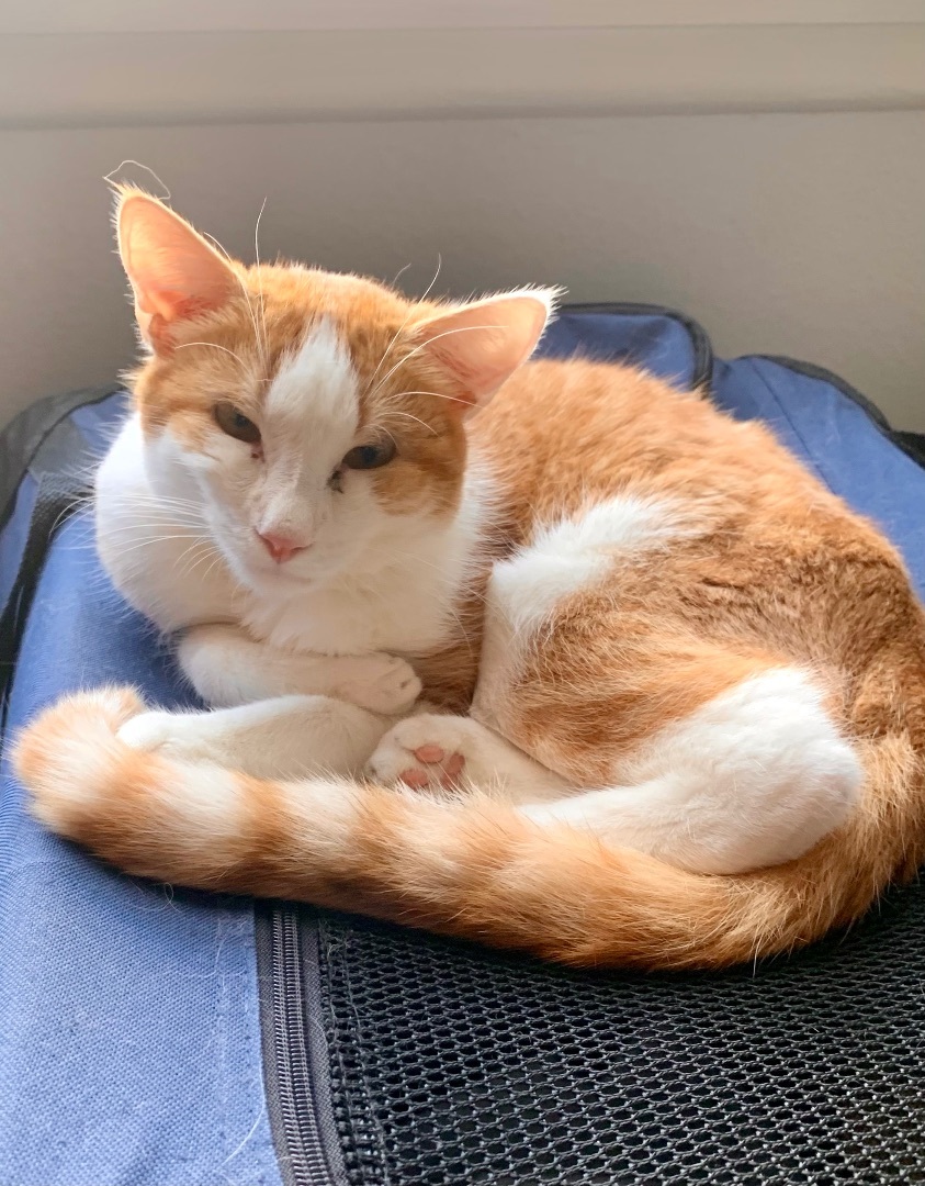 Enlarge Tootles, a Adoptable Domestic Short Hair in Los Alamitos, CA image 5/6