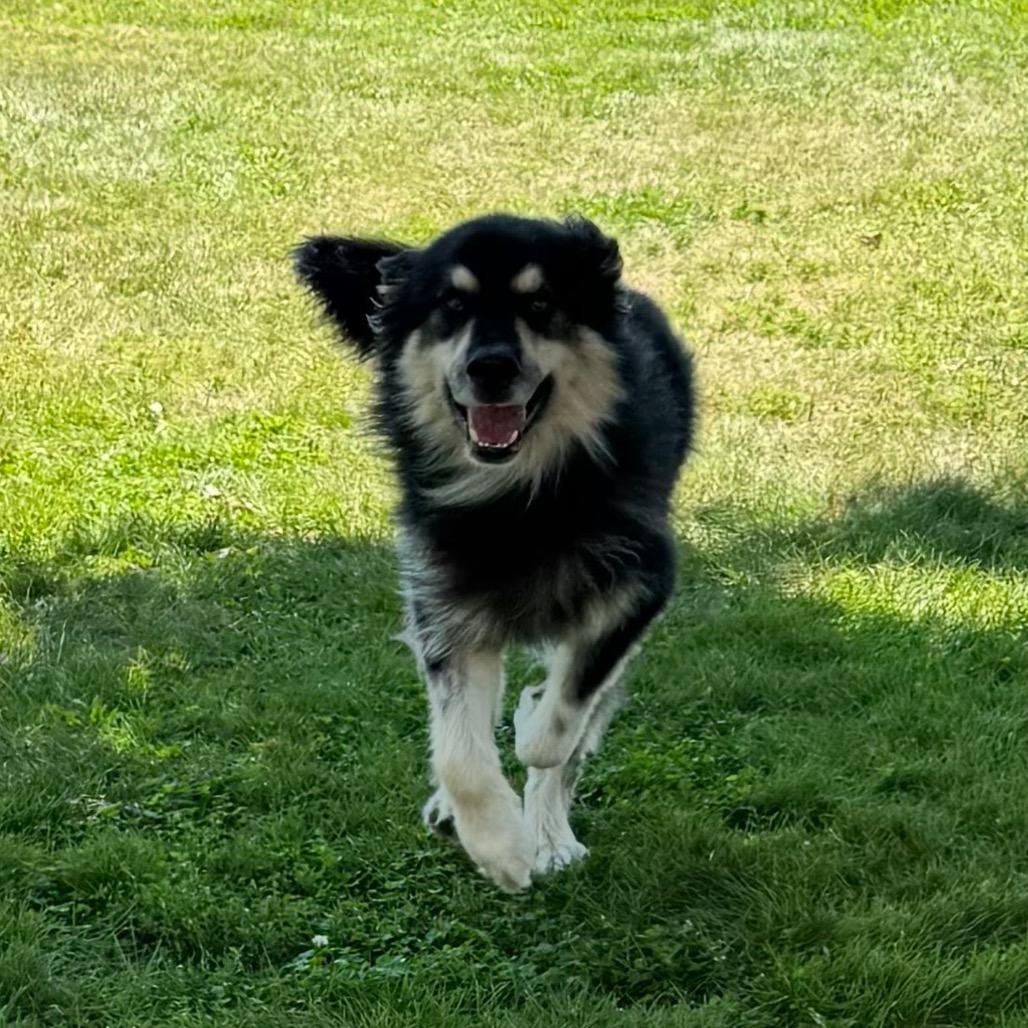 Ripley, Adoptable, Adult Male Alaskan Malamute & Shepherd.