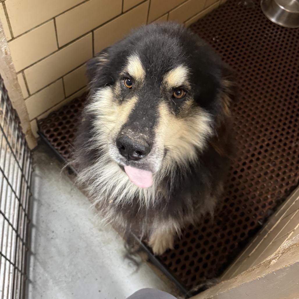 Enlarge Ripley, a Adoptable mixed breed in Milford, IA image 2/5