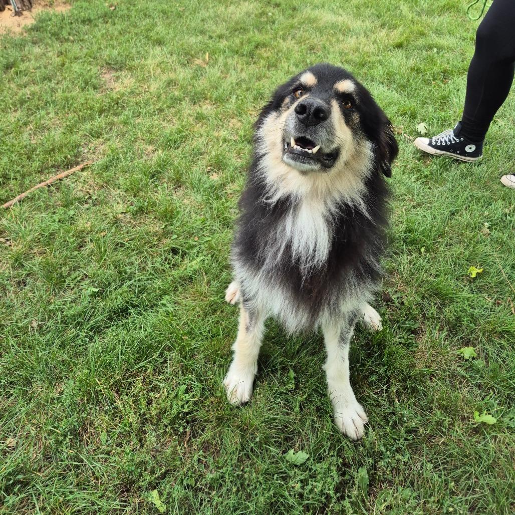 Enlarge Ripley, a Adoptable mixed breed in Milford, IA image 3/5