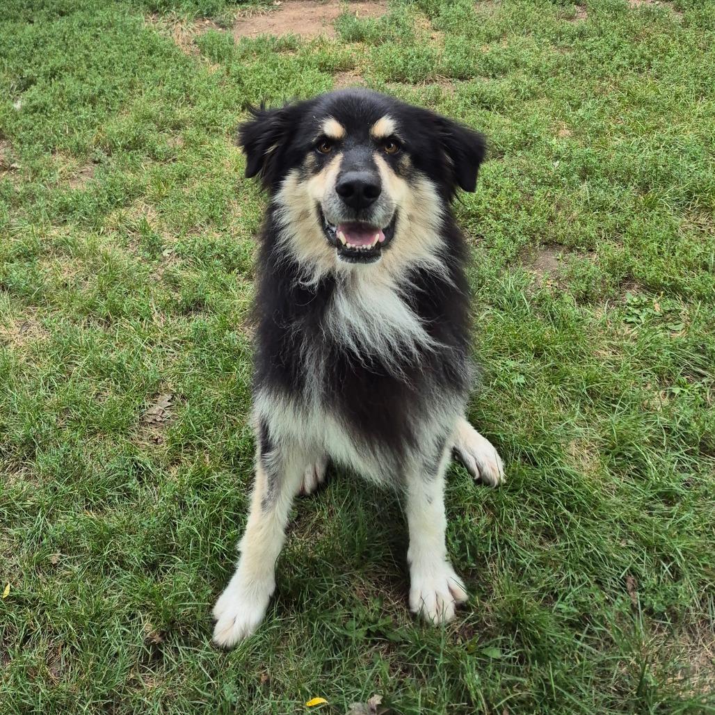 Enlarge Ripley, a Adoptable mixed breed in Milford, IA image 4/5