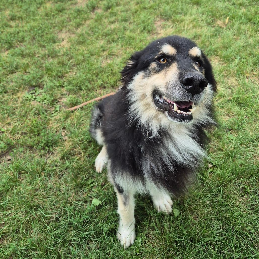Enlarge Ripley, a Adoptable mixed breed in Milford, IA image 5/5