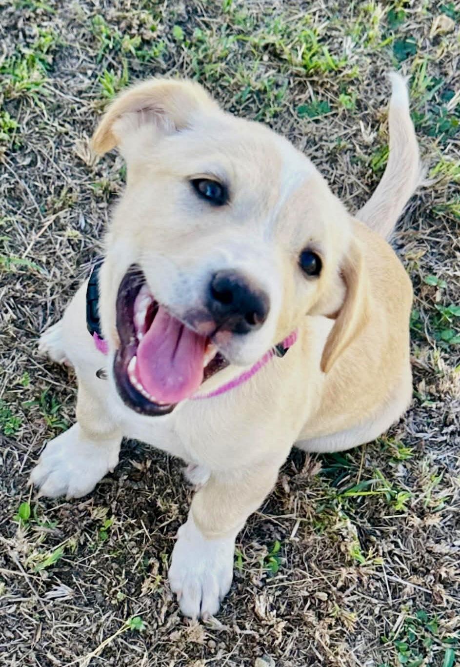 Sky, Adopted, Puppy Female Labrador Retriever.